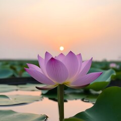 pink lotus flower