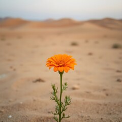 flower in the desert