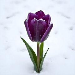 tulip in snow