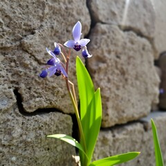 blue iris flower