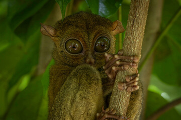 Tarsier @ Belitung, Indonesia