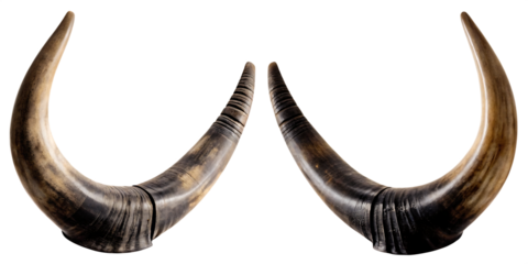 Curved animal horns isolated on a transparent background