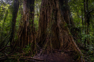 Tree @ Kerinci, Indonesia