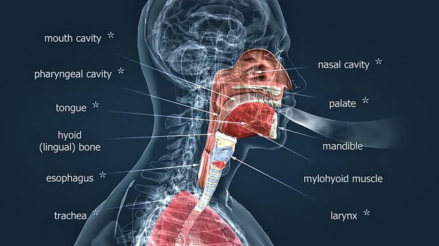 Upper respiratory tract