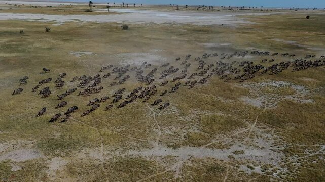 Aerial view of a wildebeest herd running across the dry plains of Botswana Okavango Delta