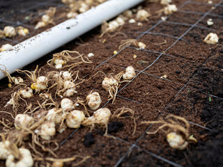 Lily flower bulbs arranged in systematic grid pattern on soil surface prepared for commercial lily cultivation
