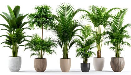 Obraz premium Tropical Houseplants in Pots.