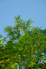 Bamboo Leaves Against a Clear Blue Sky