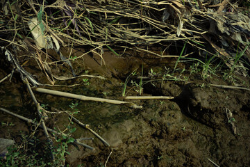 Detail of Muddy Ground with Twigs and Sparse Vegetation