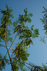 Chinese petai tree against a clear sky background