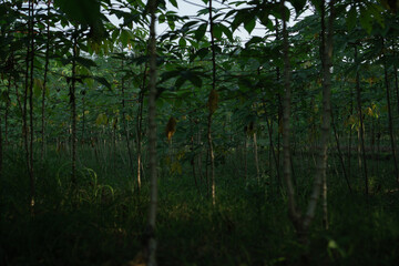 Lush Cassava Grove Bathed in Soft Light
