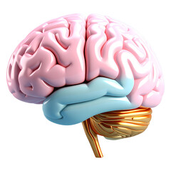 Detailed anatomical model of the human brain showing cerebrum cerebellum and brainstem isolated on white background