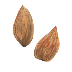Almond nut watercolor set. Isolated hand drawn dried kernel, organic fresh food full of protein, eatery clipart for product packing, menu, food label,logo design