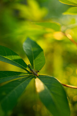 Delicate Grasshopper Resting on Green Leaves
