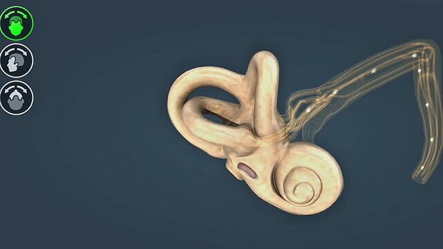 Functions of semicircular canals