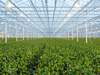 Dense green lily plant coverage in greenhouse facility showing mature stage of commercial lily cultivation
