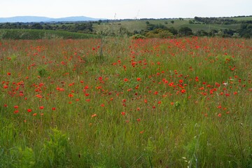 Green field with wild red poppies in Provence, France