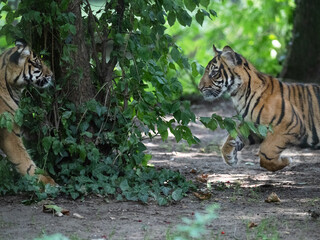 Tigerbabys beim spielen / raufen
