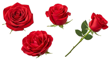 red rose isolated on white background
