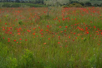 Green field with wild red poppies in Provence, France