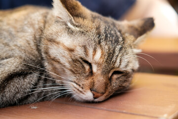 portrait of a cat,close up