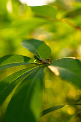 Delicate Grasshopper Resting on Green Leaves