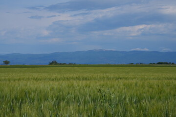 Landscape view of Valensole, a plateau in the Alpes-de-Haute-Provence department of Provence Alpes Cote d'Azur, France, renowned for its lavender fields