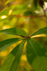 Delicate Grasshopper Resting on Green Leaves