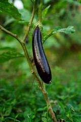 Freshly Grown Eggplant on the Vine