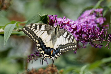 Old World Swallowtail or common yellow swallowtail (Papilio machaon) sitting on summer lilac in Zurich, Switzerland