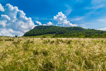 Wavy wild grass fields in summer, in a remote area in Europe