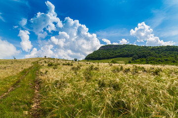 Wavy wild grass fields in summer, in a remote area in Europe