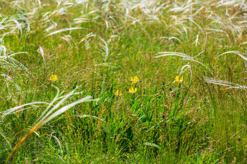 Wavy wild grass fields in summer, in a remote area in Europe