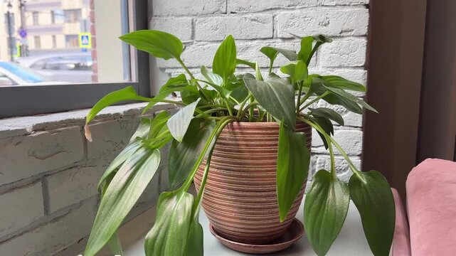 Drimiopsis maculata in ceramic pot on windowsill