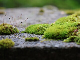 moss on stone