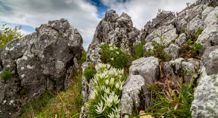 Dramatic scenery with clouds and lush green flora in the Carpathians Mountains in spring
