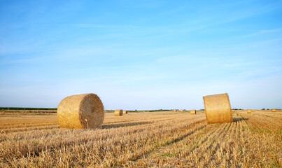 A field with hay bale at sunset.