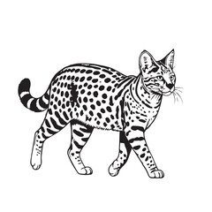 Russian Blue cat full image in silhouette image white background.