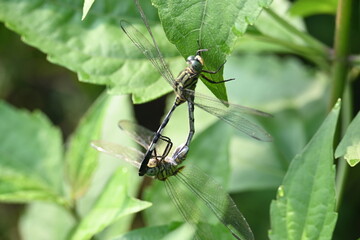 Orthetrum sabina Dragonflies are mating. Its common names slender skimmer and  green marsh hawk. This  is a species of dragonfly in the family Libellulidae. 