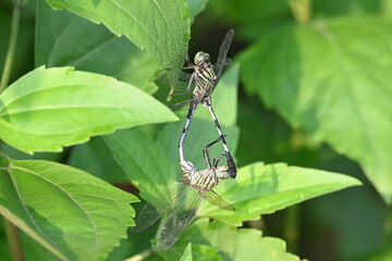 Orthetrum sabina Dragonflies are mating. Its common names slender skimmer and  green marsh hawk. This  is a species of dragonfly in the family Libellulidae. 