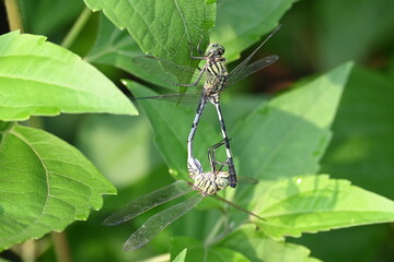Orthetrum sabina Dragonflies are mating. Its common names slender skimmer and  green marsh hawk. This  is a species of dragonfly in the family Libellulidae. 