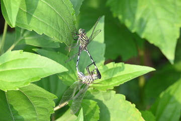 Orthetrum sabina Dragonflies are mating. Its common names slender skimmer and  green marsh hawk. This  is a species of dragonfly in the family Libellulidae. 