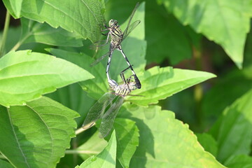 Orthetrum sabina Dragonflies are mating. Its common names slender skimmer and  green marsh hawk. This  is a species of dragonfly in the family Libellulidae. 