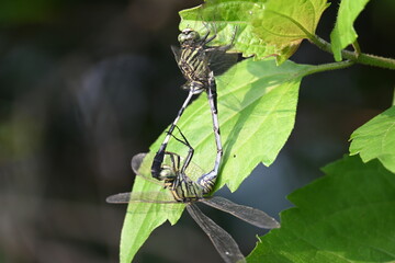 Orthetrum sabina Dragonflies are mating. Its common names slender skimmer and  green marsh hawk. This  is a species of dragonfly in the family Libellulidae. 