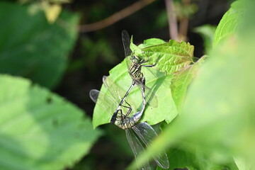 Orthetrum sabina Dragonflies are mating. Its common names slender skimmer and  green marsh hawk. This  is a species of dragonfly in the family Libellulidae. 