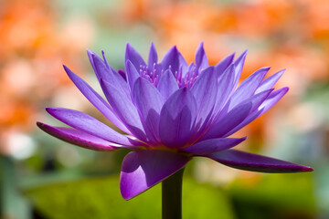 Fototapeta premium Purple Lotus Flower in the outdoor garden