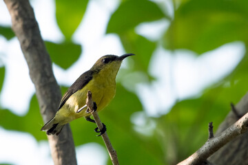 Burung-madu sriganti  (Cinnyris ornatus ), female olive backed sunbird on a tree branch,Olive-backed sunbird in the nature