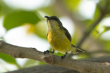 Burung-madu sriganti  (Cinnyris ornatus ), female olive backed sunbird on a tree branch,Olive-backed sunbird in the nature