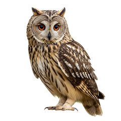Naklejka premium Standing Owl with Brown Feathers and Orange Eyes on Transparent Background