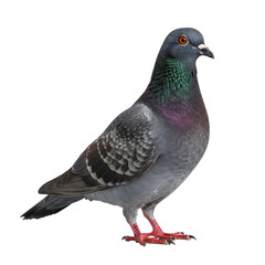 Fototapeta premium Standing Pigeon Portrait Isolated Against Transparent Background Showcasing Gray Plumage